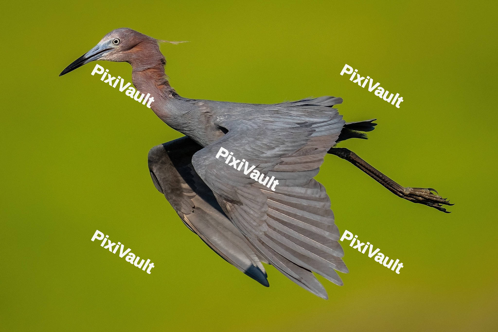 Reddish Egret Bird